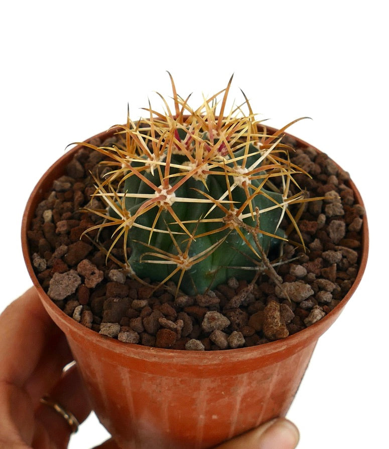 Ferocactus chrysacanthus small succulent cactus with long orange-red spines in pot