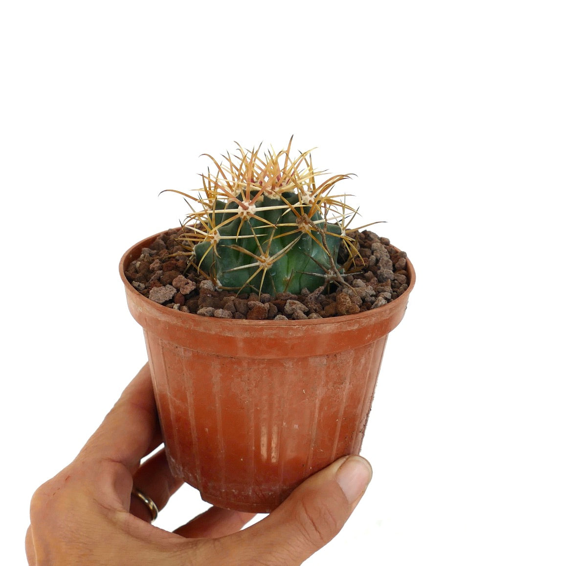 Ferocactus chrysacanthus small succulent cactus with vibrant orange-red spines in pot