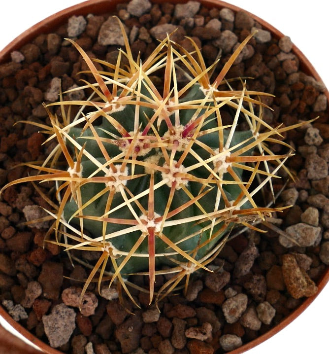 Ferocactus chrysacanthus small round cactus with dense orange-red spines in pot