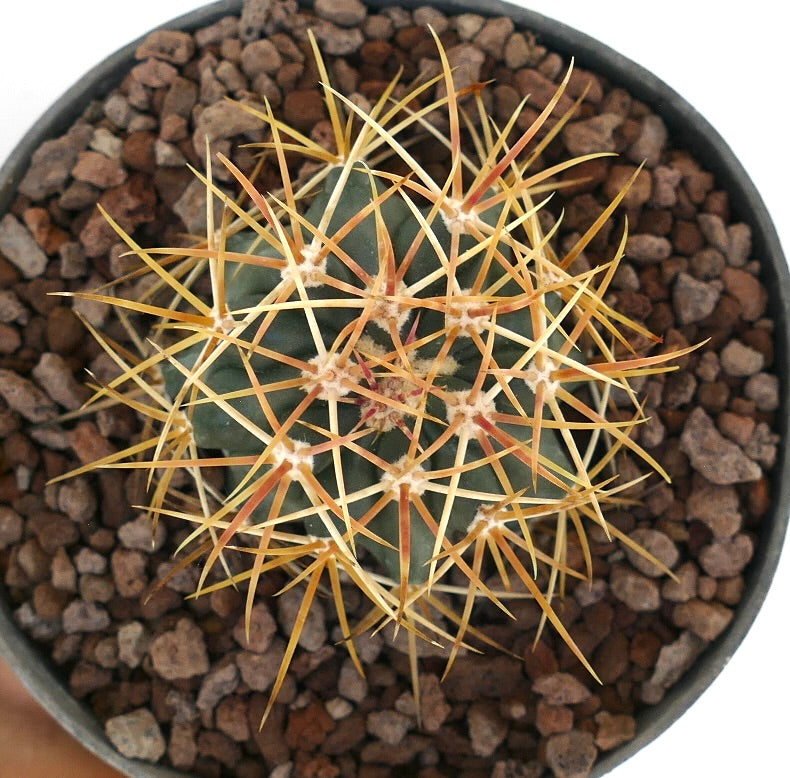 Ferocactus chrysacanthus, cactus succulento con spine lunghe di un vivace arancione-rosso, in vaso