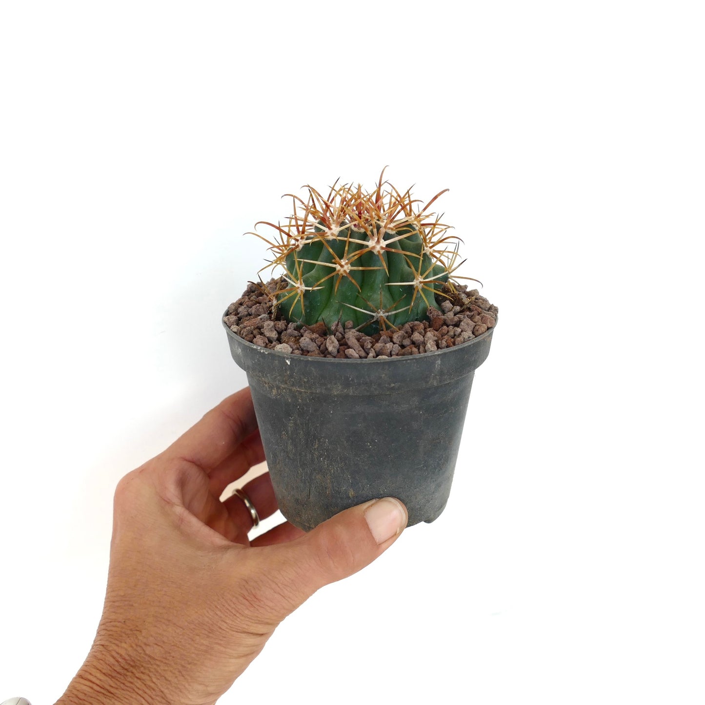 Cactus Ferocactus chrysacanthus con spine lunghe e curve di colore arancione-rosso vibrante in vaso