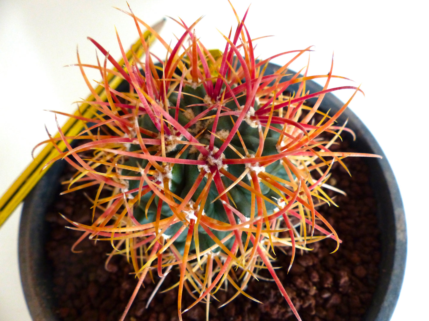 Ferocactus chrysacanthus pianta grassa cactus con spine curve di colore arancione-rosso vibrante in vaso