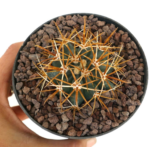 Ferocactus chrysacanthus succulent cactus with long curved orange-red spines in pot