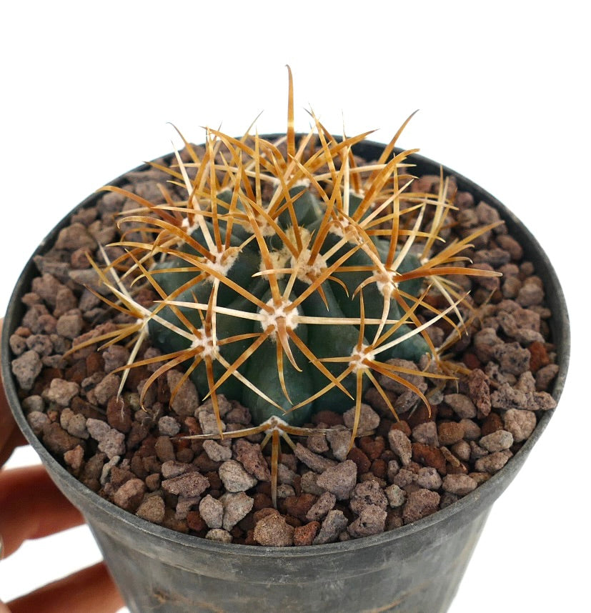 فيروككتوس كريساسانثوس، صبار عصاري ذو أشواك طويلة منحنية باللون البرتقالي الأحمر في وعاء