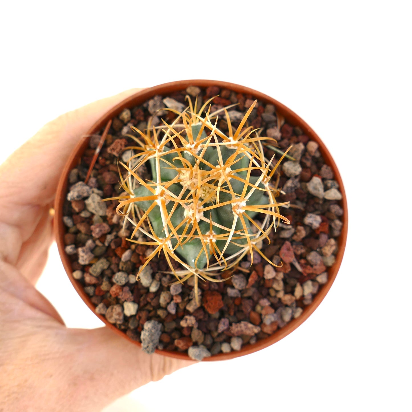 Pequeño cactus suculento Ferocactus chrysacanthus con largas espinas naranjas en maceta sostenida a mano