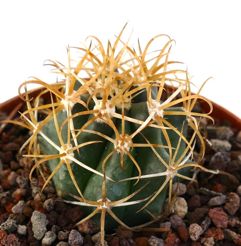Ferocactus chrysacanthus pequeño cactus suculento con espinas doradas curvadas y cuerpo verde acanalado