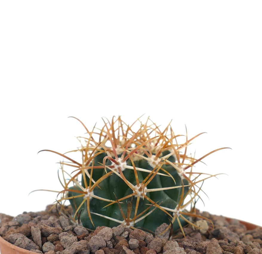 Ferocactus chrysacanthus cactus con espinas densas y vibrantes en tonos naranja y rojo ejemplar suculento