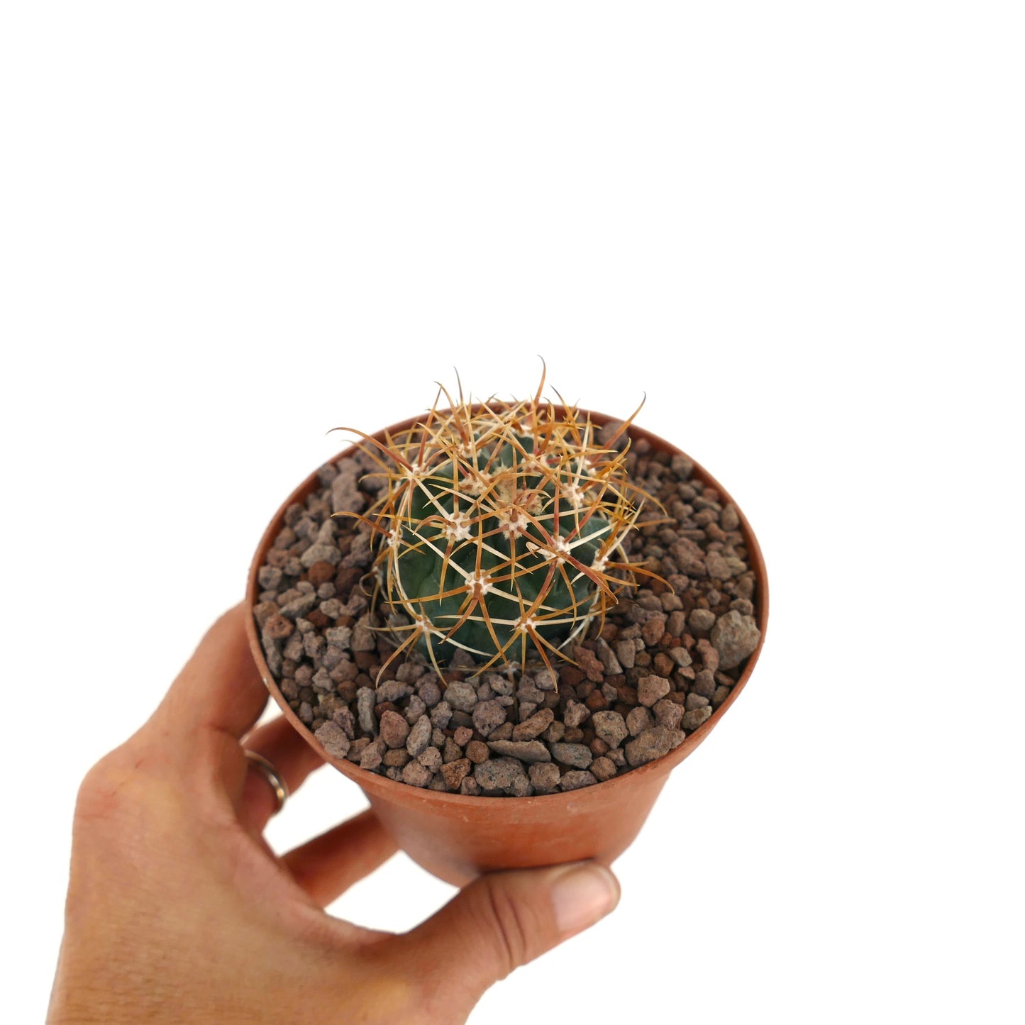Ejemplar vibrante de cactus suculento Ferocactus chrysacanthus con espinas naranjas y rojas
