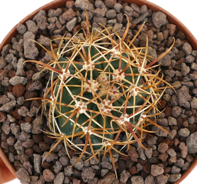 Ferocactus chrysacanthus suculento cactus con espinas largas y densas en tonos naranja y rojo