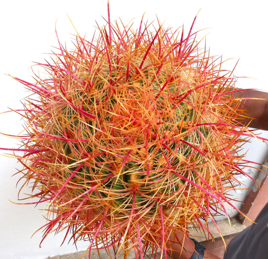 Ferocactus chrysacanthus dense orange-red spines round succulent cactus specimen
