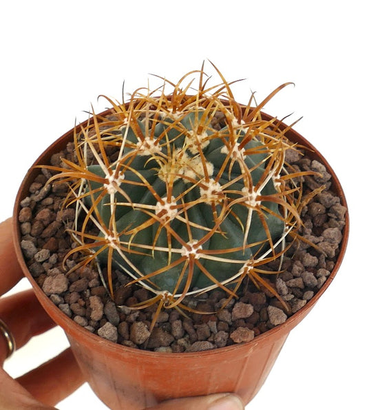 Ferocactus chrysacanthus large round cactus with dense long orange and red spines