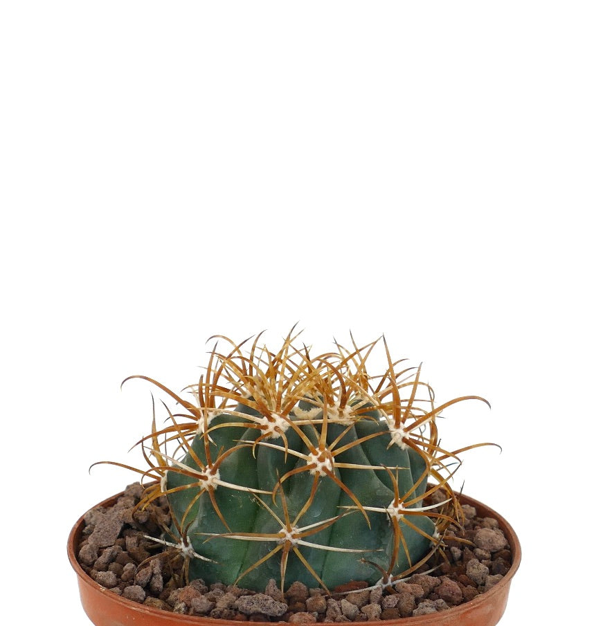 Ferocactus chrysacanthus large round cactus with dense vibrant orange spines