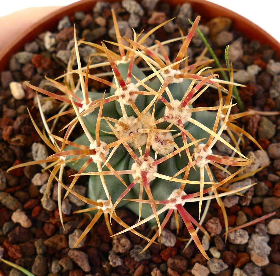 Ferocactus chrysacanthus cactus with long orange and red spines in rocky soil