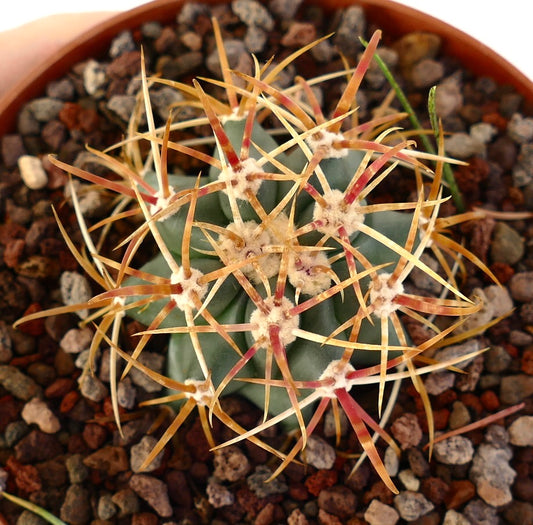 Ferocactus chrysacanthus cactus with long orange and red spines in rocky soil