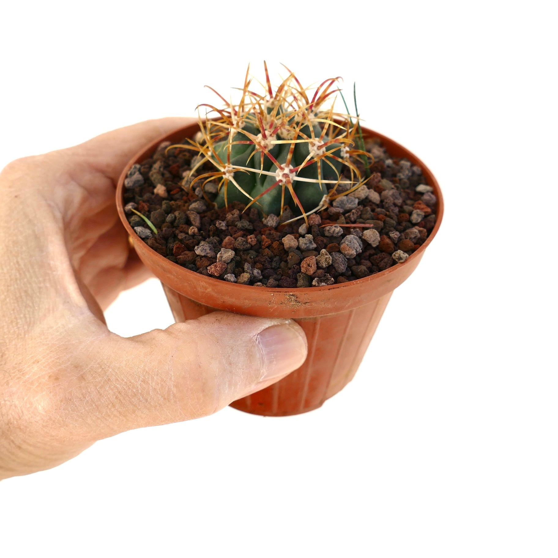 Ferocactus chrysacanthus small succulent cactus with long orange spines in pot held by hand