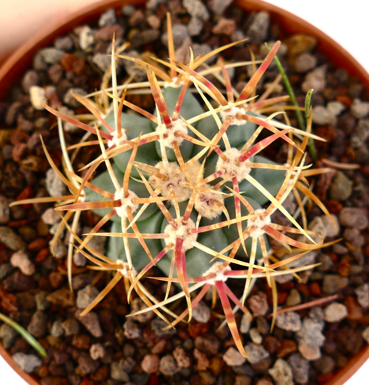 Ferocactus chrysacanthus cactus with thick orange and yellow spines in rocky soil pot