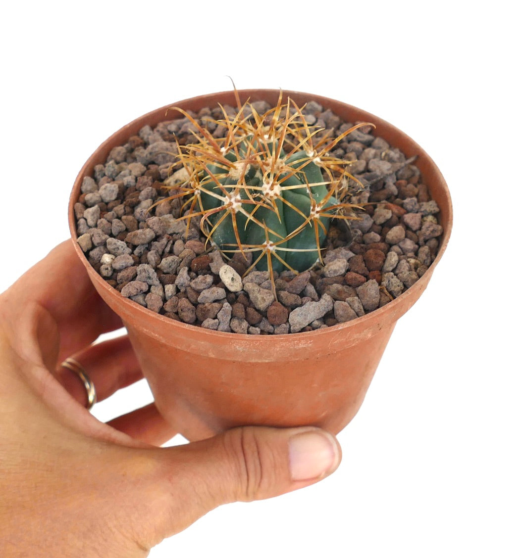 Ferocactus chrysacanthus succulent cactus with dense vibrant orange spines and green body