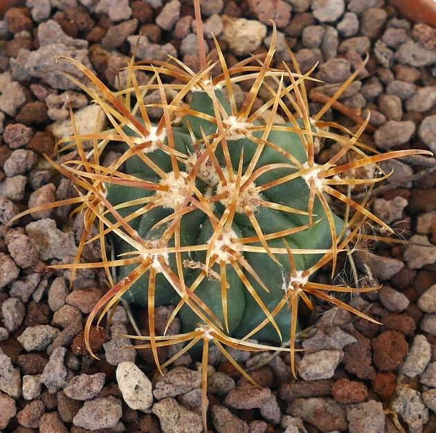 Ferocactus chrysacanthus succulent cactus with dense bright orange curved spines close-up