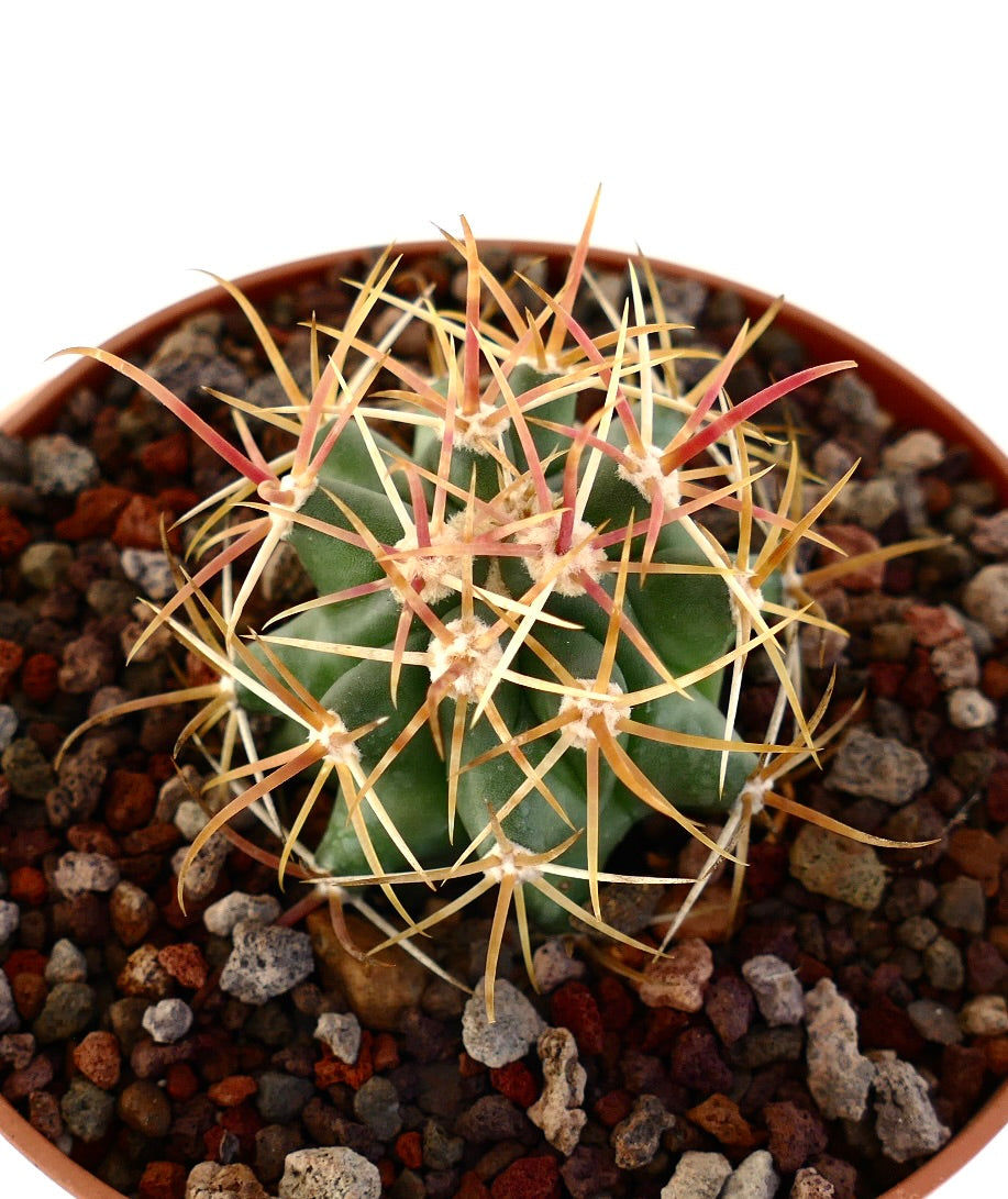 Ferocactus chrysacanthus small succulent cactus with long orange and red spines in pot