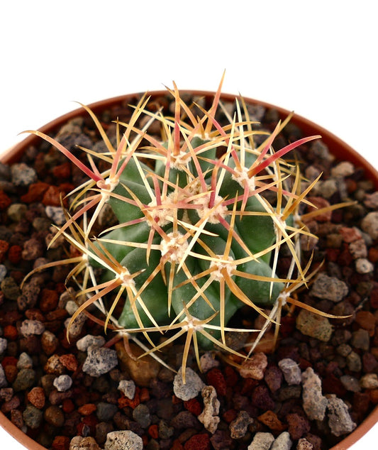 Ferocactus chrysacanthus small succulent cactus with long orange and red spines in pot