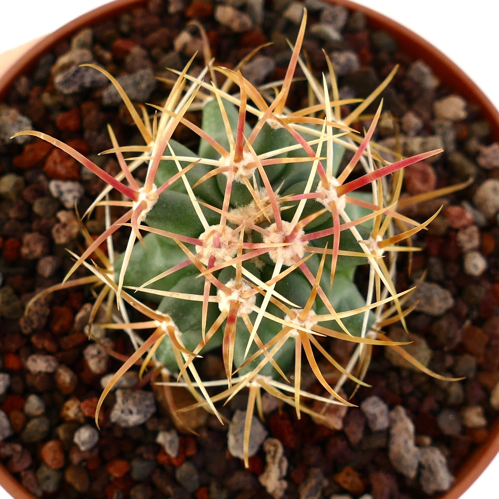 Ferocactus chrysacanthus small succulent cactus with long orange and red spines in pot