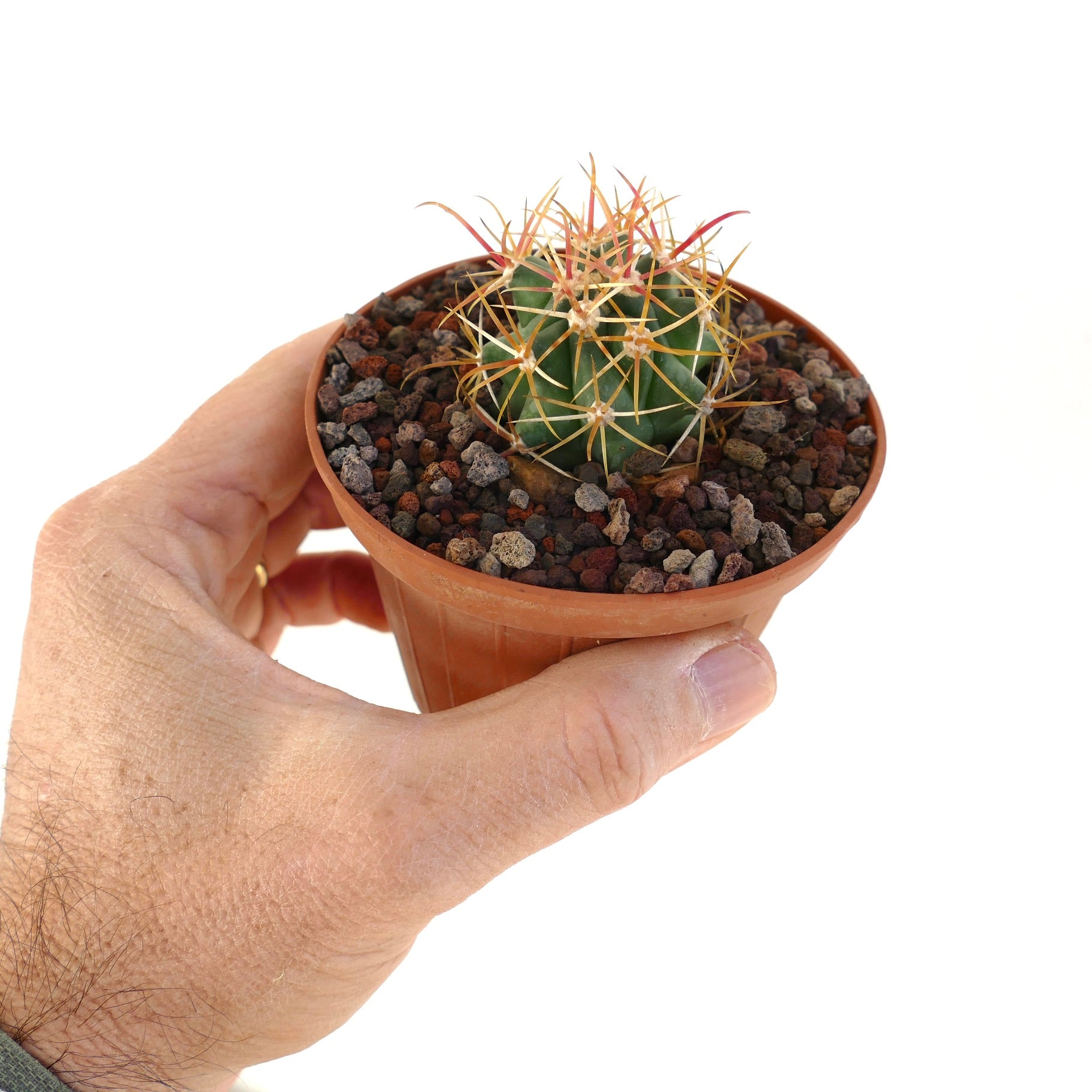 Ferocactus chrysacanthus small green cactus with long orange spines in terracotta pot