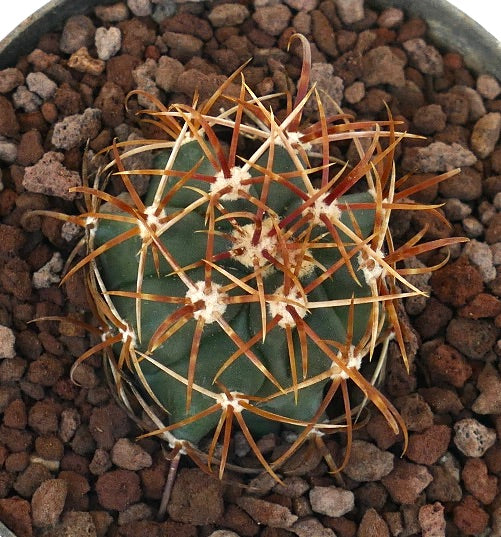 Ferocactus chrysacanthus cactus succulento con spine dense di un vibrante arancione, primo piano
