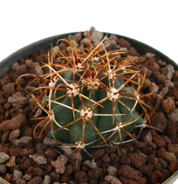 Ferocactus chrysacanthus con spine dense di un vibrante arancione e corpo verde