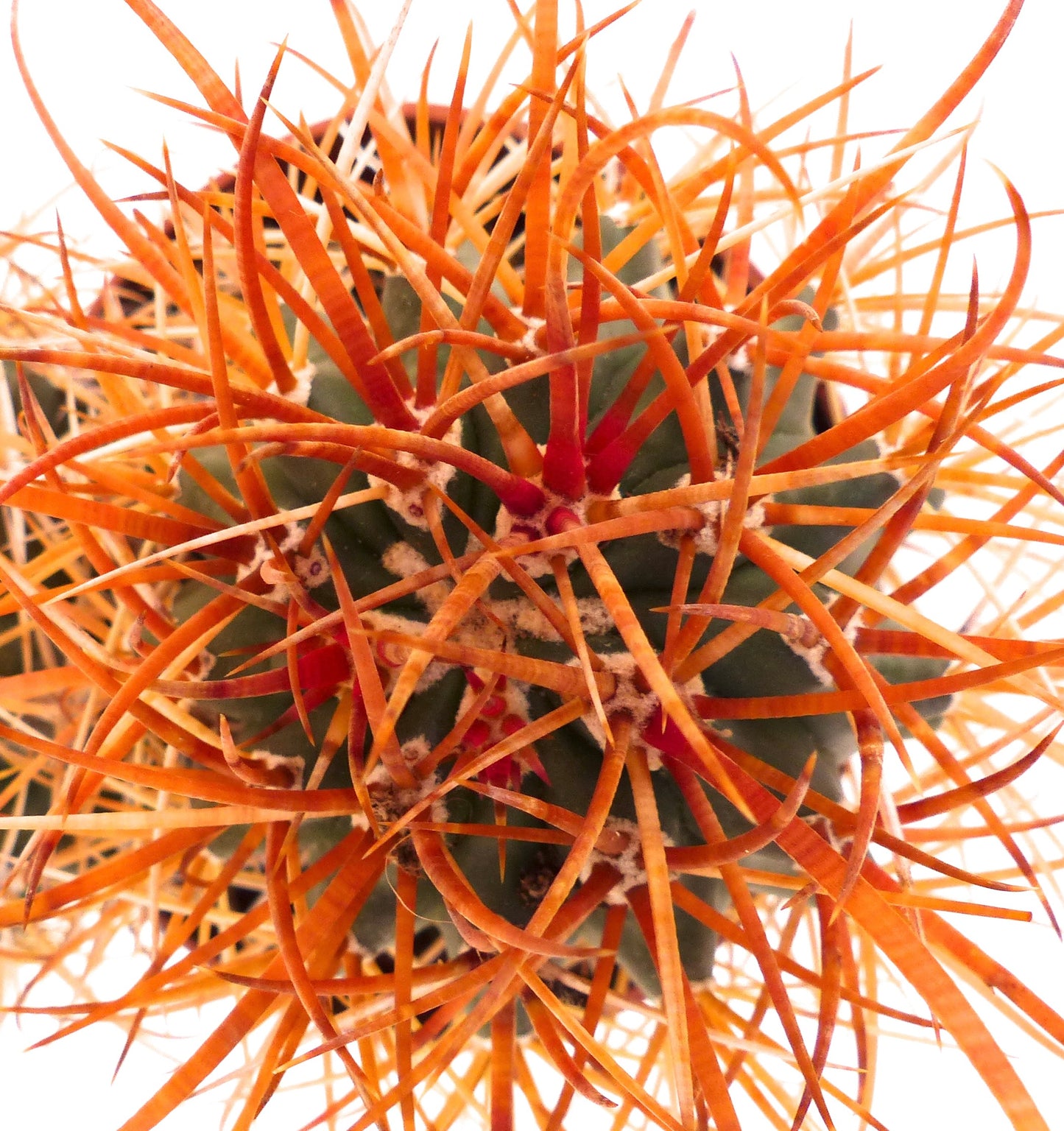 Ferocactus chrysacanthus cactus con spine dense di un brillante arancione e corpo verde