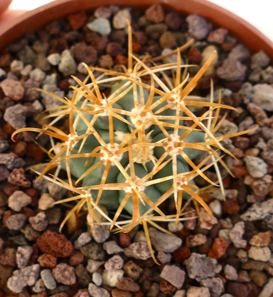 Ferocactus chrysacanthus small succulent cactus with prominent long orange spines in rocky soil