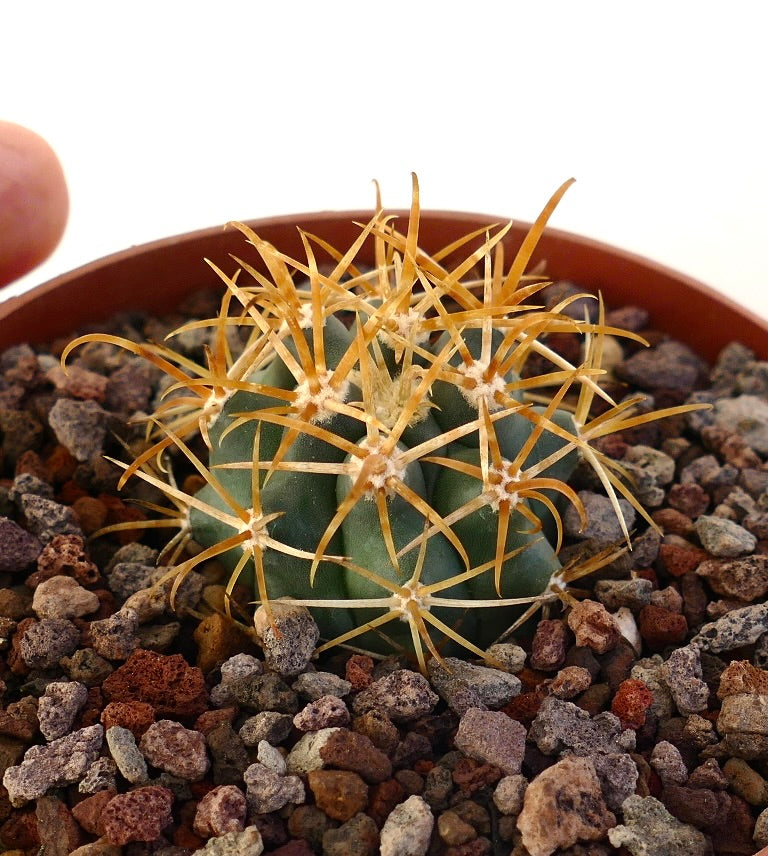 Ferocactus chrysacanthus small succulent cactus with vibrant orange spines and rounded green body