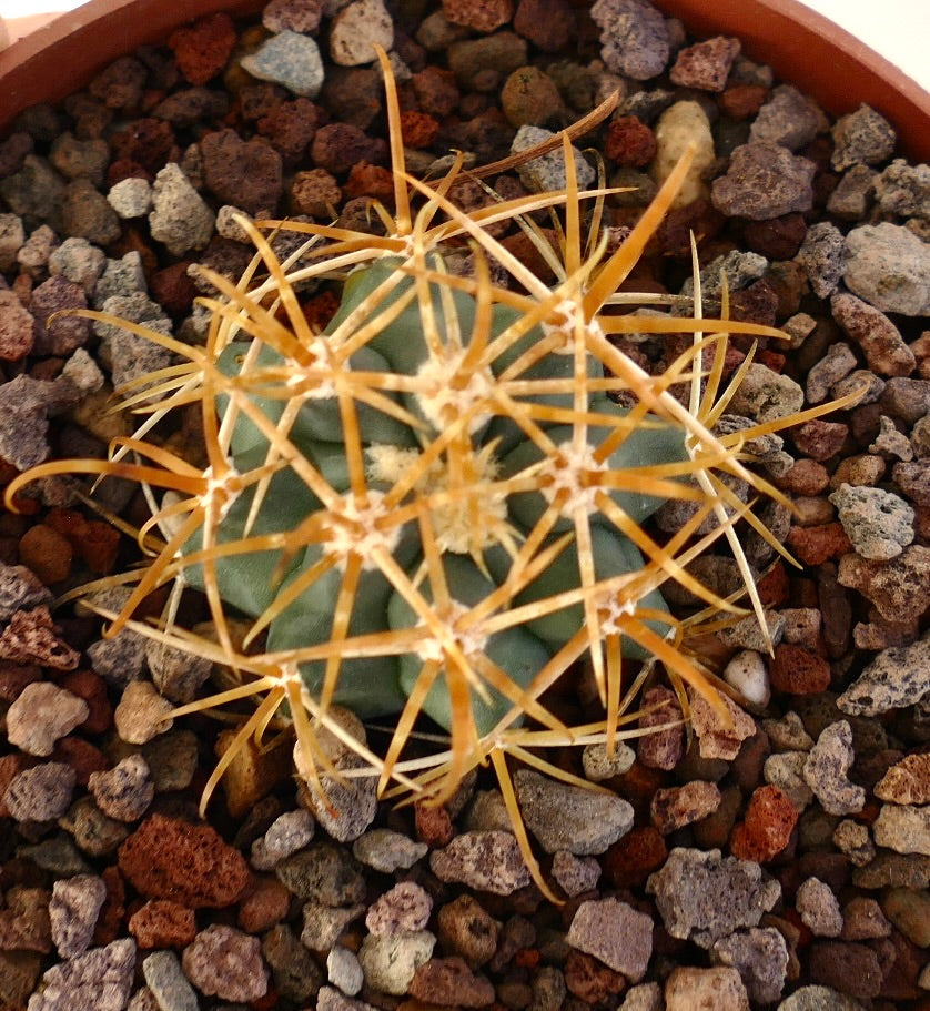 Ferocactus chrysacanthus small cactus with long orange spines and green ribbed body in rocky soil
