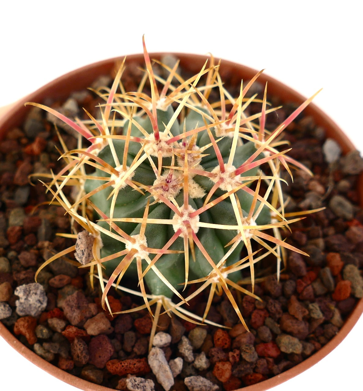 Ferocactus chrysacanthus succulent cactus with long orange-yellow spines in rocky soil