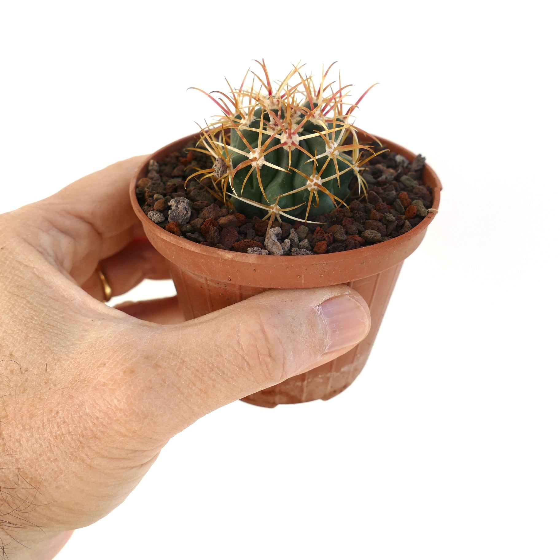 Ferocactus chrysacanthus small cactus with dense orange-yellow spines in pot held by hand