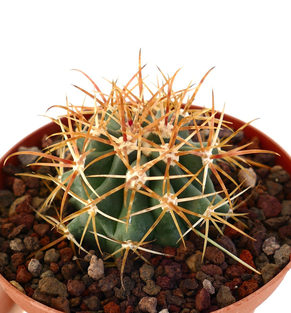 Ferocactus chrysacanthus vetplant cactus met lange oranje stekels in pot met rotsachtige grond