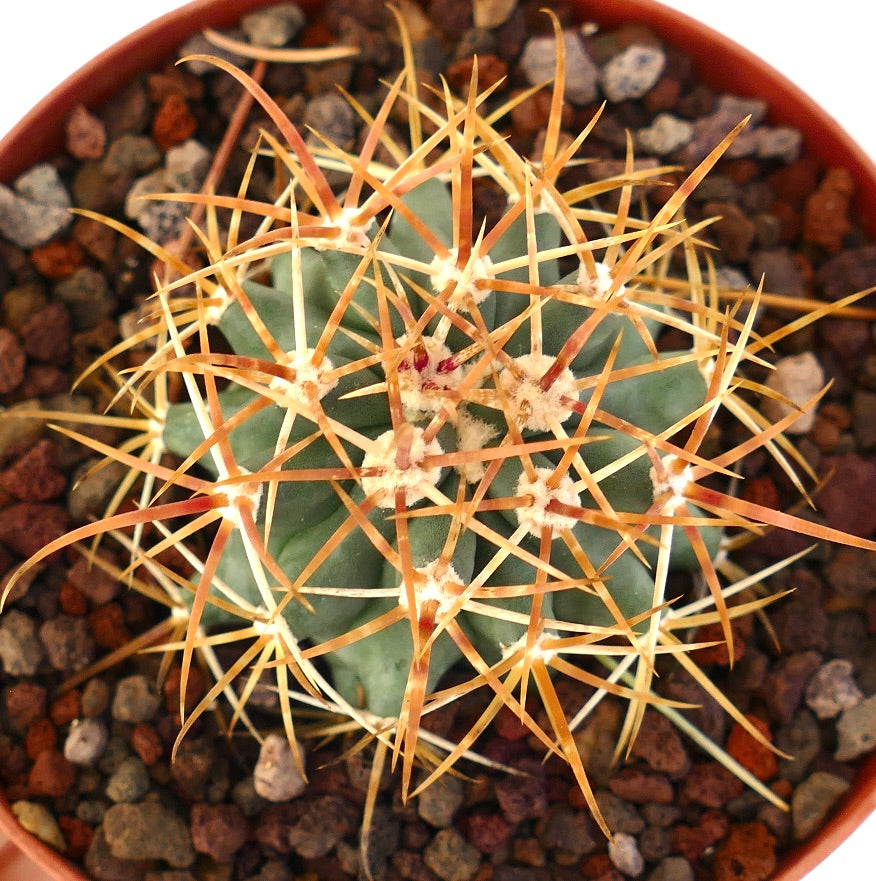 Ferocactus chrysacanthus vetplant cactus met lange oranje stekels en geribd groen lichaam