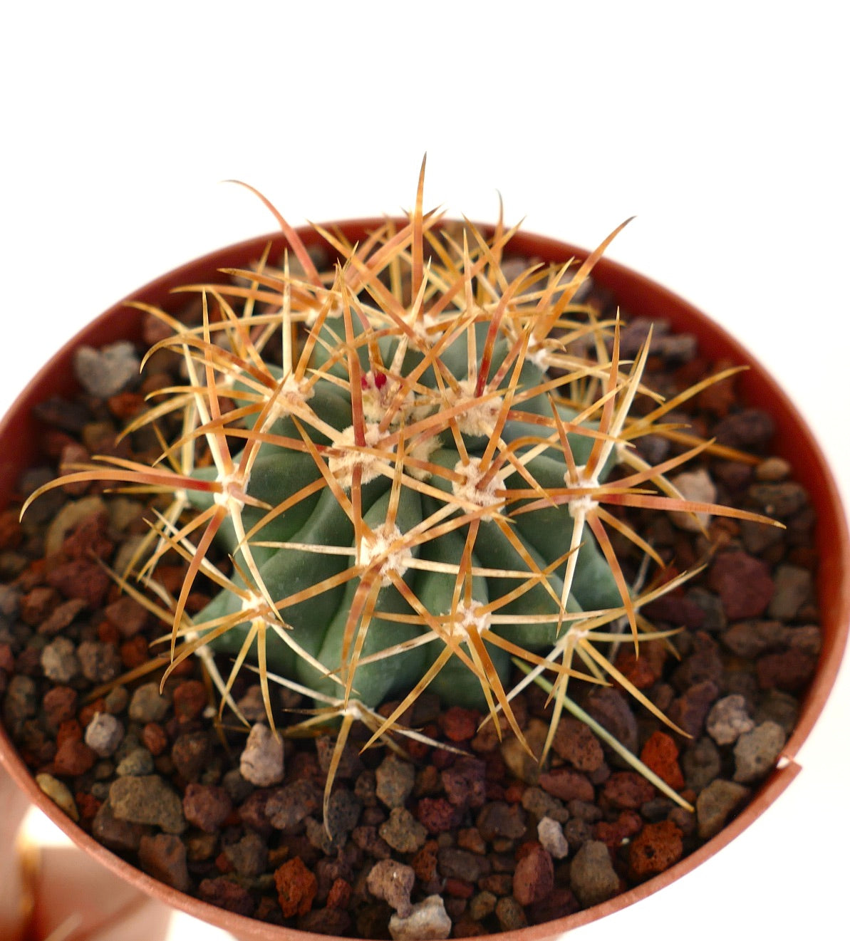 Ferocactus chrysacanthus kleine groene cactus met lange oranje stekels in pot