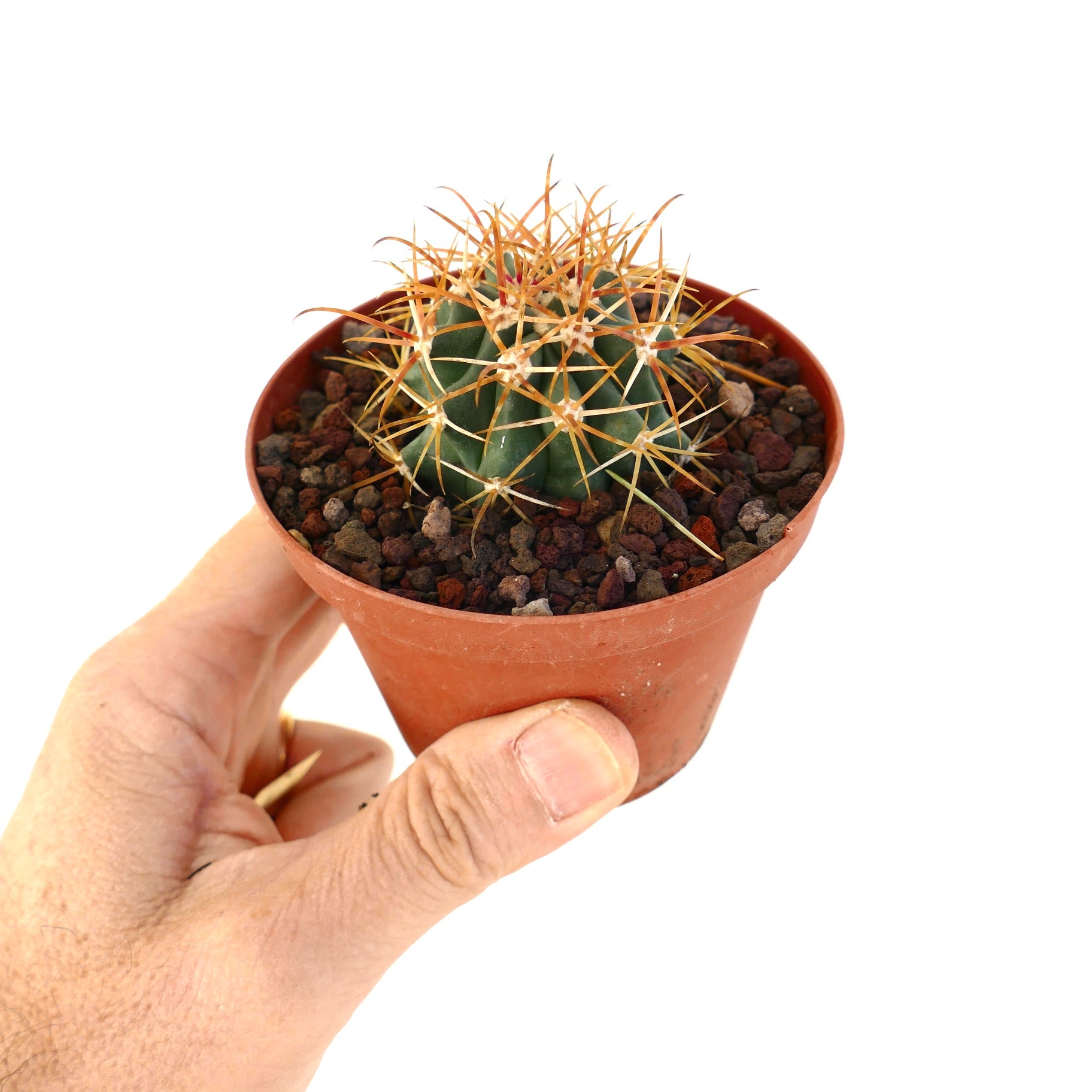 Kleine Ferocactus chrysacanthus vetplant met levendige oranje stekels in pot