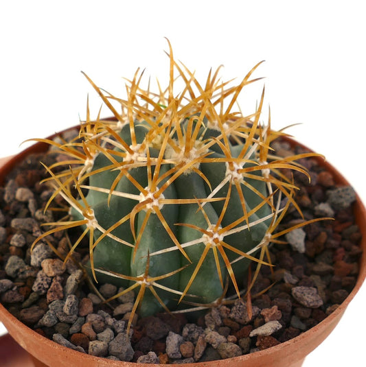 Ferocactus chrysacanthus succulent cactus with prominent long orange spines in pot