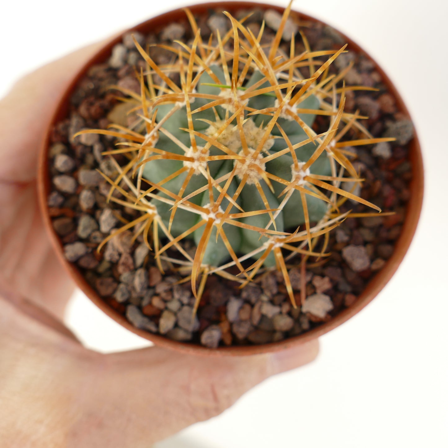 Ferocactus chrysacanthus pequeño cactus suculento con espinas naranjas prominentes en maceta