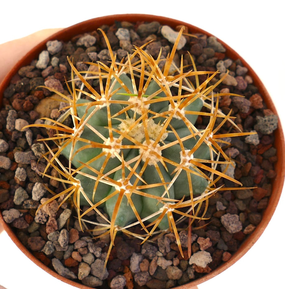Ferocactus chrysacanthus, cactus suculento con prominentes espinas largas de color naranja y cuerpo verde estriado