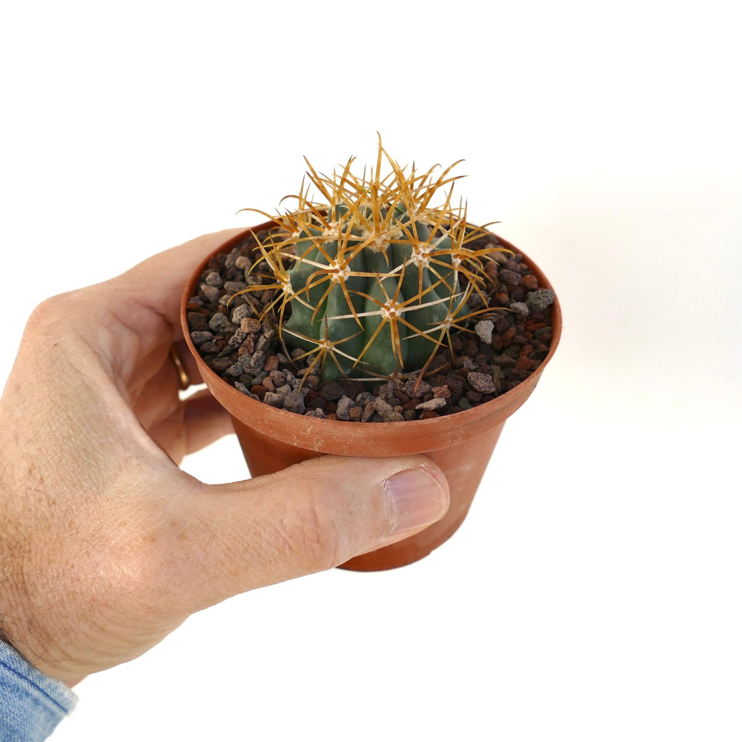 Ferocactus chrysacanthus pequeño cactus suculento con espinas naranja brillante en maceta de terracota