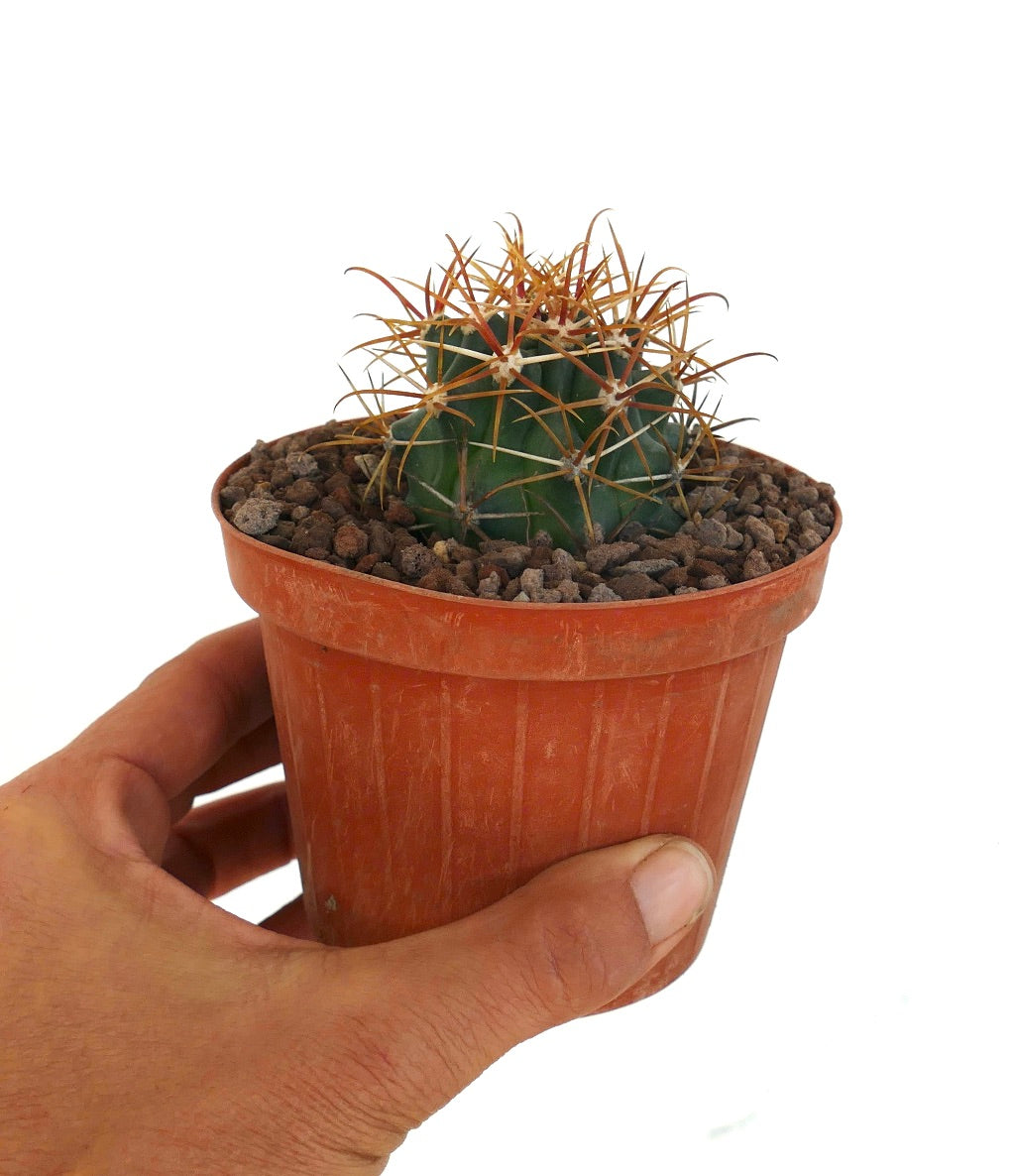 Ferocactus chrysacanthus cactus with vibrant orange and red curved spines close-up