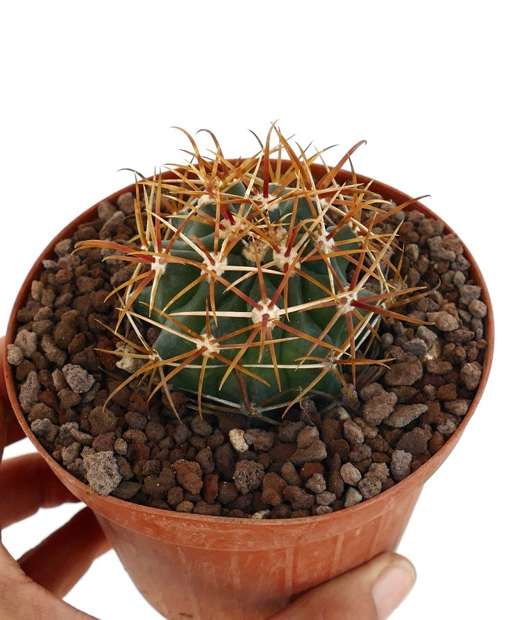 Ferocactus chrysacanthus cactus with vibrant orange and red curved spines close-up