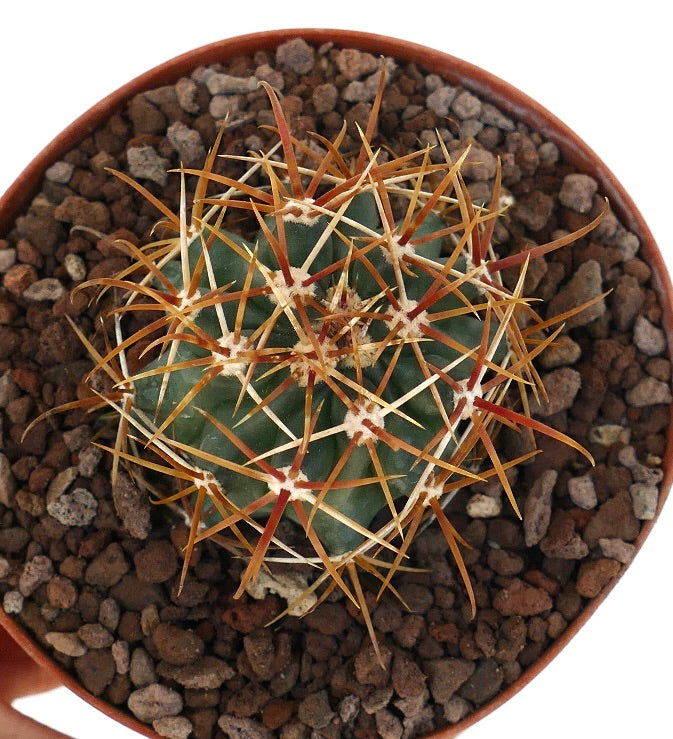Ferocactus chrysacanthus cactus with vibrant orange and red curved spines close-up