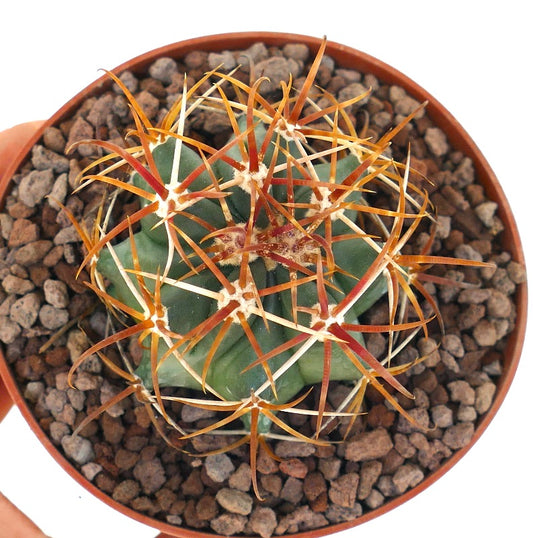 Ferocactus chrysacanthus cactus with dense red and orange long spines succulent