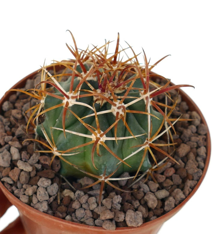 Ferocactus chrysacanthus cactus with dense red-orange long spines and green ribbed body