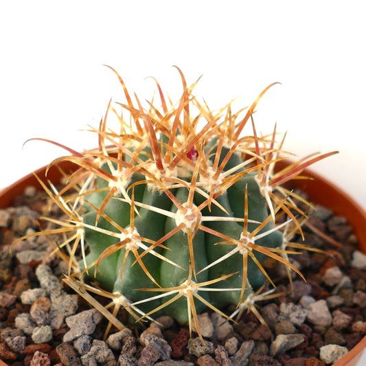 Ferocactus chrysacanthus small succulent cactus with long reddish spines in rocky soil