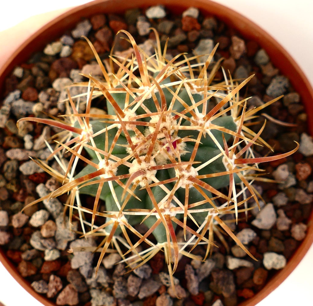 Ferocactus chrysacanthus suculenta cactus con espinas largas de color rojo amarillento en maceta