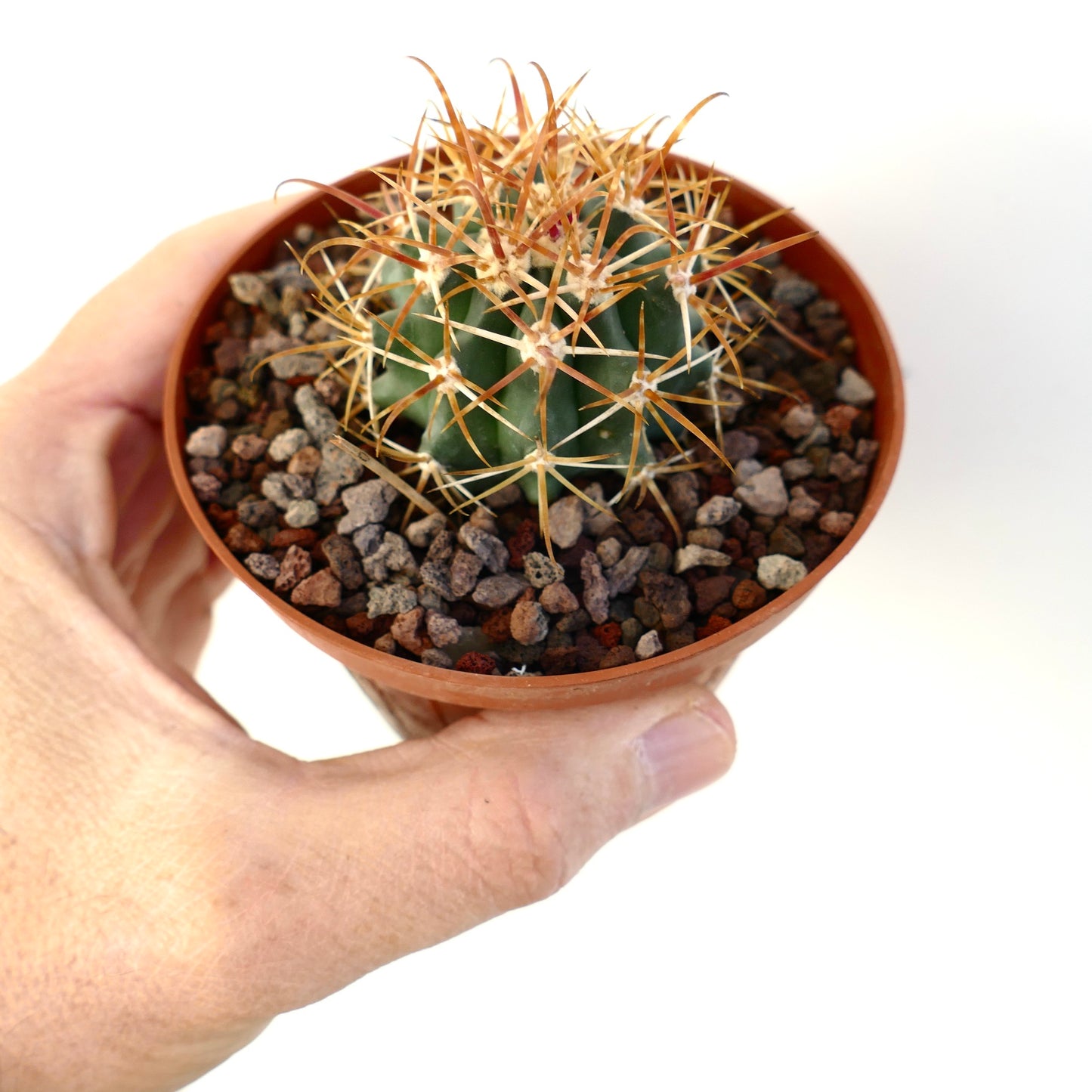 Ferocactus chrysacanthus pequeño cactus suculento con largas espinas naranjas en maceta sostenida a mano